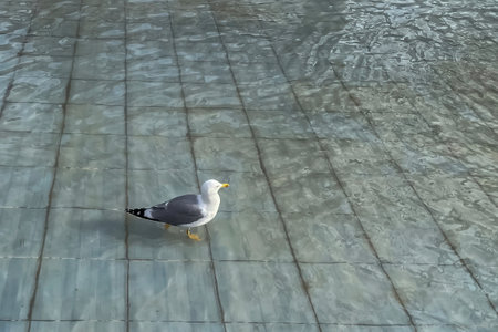 Seagull on the water in the city park, close up.Seagull on the floor in the park with reflection in water.Seagull standing on the floor and looking at the water.の写真素材