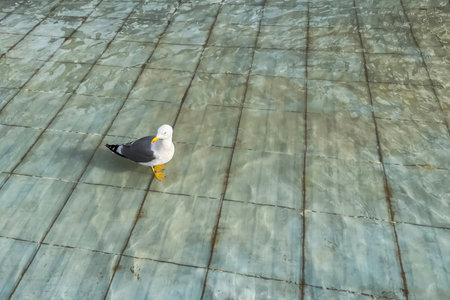 Seagull on the floor in the park with reflection in water.Seagull standing on the floor and looking at the water.の写真素材