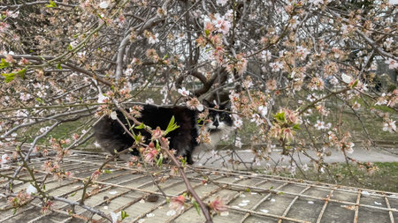 Black and white cat in blooming almond garden in spring time.の写真素材
