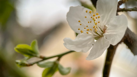 cherry blossom in spring, macro photo, shallow depth of fieldの写真素材