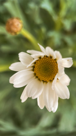 White daisy flower on a green background. Shallow depth of fieldの写真素材