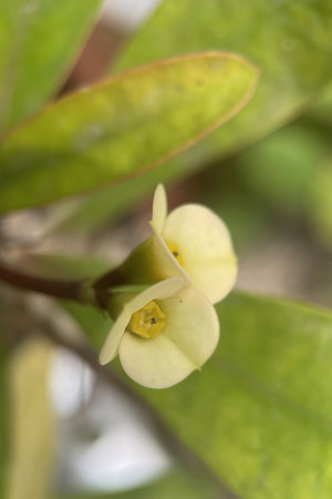 Crown of thorns flower, Euphorbia milii.の写真素材