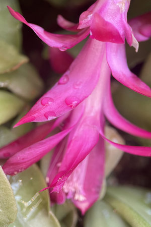 Close-up of a pink cactus flower with dew dropsの写真素材