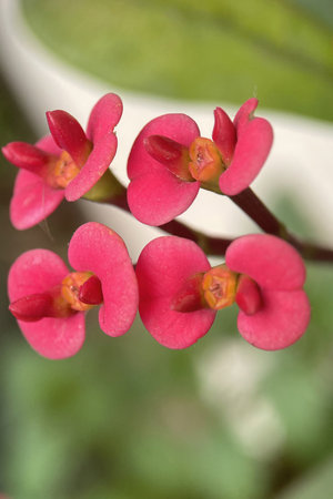 Euphorbia milli Desmoul red flowers in the gardenの写真素材