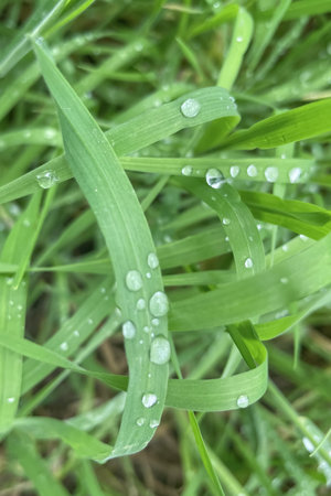 Green grass with dew drops close-up. Natural background.