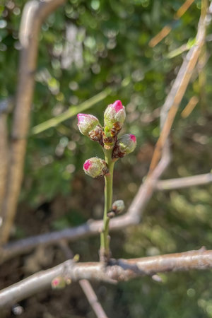 Buds on a branch of a tree in the spring season.