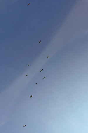 flock of storks flying in the blue sky, nature series. Migration of storks.