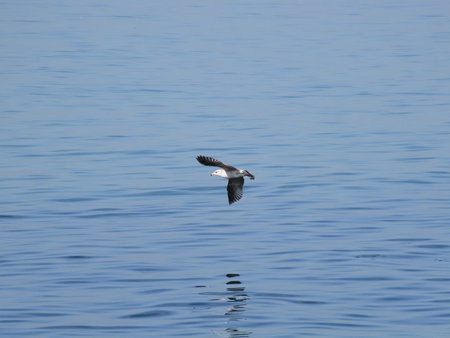 Seagull flying in the blue sky over the sea surface.の写真素材