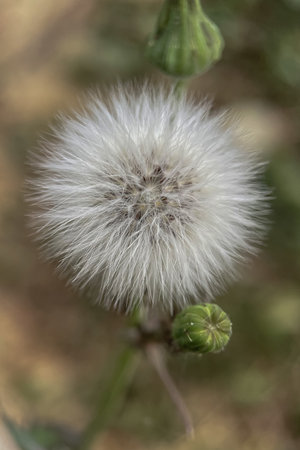 White dandelion with seeds on a green background, close-up