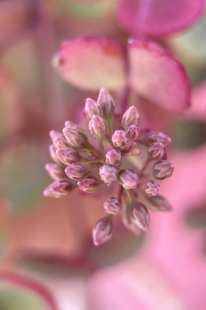 Macro photo of pink succulent flowers in the springtime.