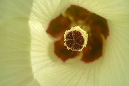 Close up of a hibiscus flower pistil and pollenの写真素材