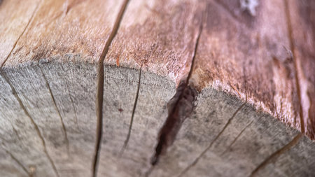 Close up of a tree trunk. Abstract background and texture for design.の写真素材