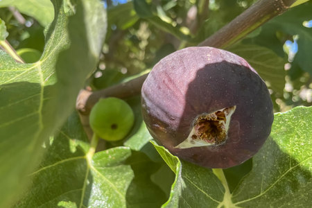 Ripe figs on the branch of a fig tree in the garden