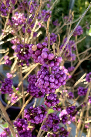 A close-up of a Callicarpa bodinieri bush laden with clusters of vibrant purple berries.