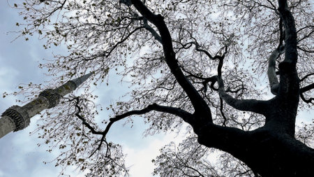 Silhouette of tree with mosque minaret, blue sky and white cloud background.の写真素材