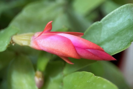 Beautiful yellow flowers in a plastic vase, closeup of photoの写真素材