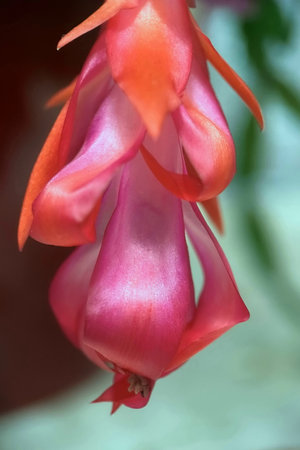 Pink Christmas cactus flower in the garden. Shallow depth of field.の写真素材