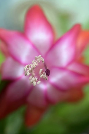 Christmas cactus flower close-up, selective focus, shallow DOF.の写真素材