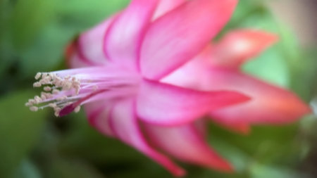 Blooming Christmas Cactus (Schlumbergera truncata)の写真素材