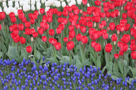 Tulips and hyacinths in the park in Netherlandsの写真素材