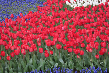 Tulips and hyacinths in a park in Netherlandsの写真素材