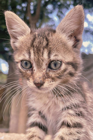 Cute tabby kitten looking at the camera with blue eyes.の写真素材