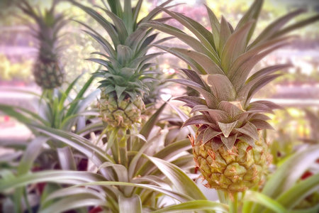 Pineapple in the garden. Selective focus. natureの写真素材