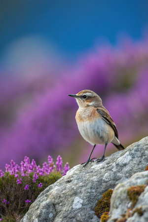 A common wheatear (Saxicola rubicola) perched on a rock with heather in the background.の素材