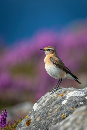 A common wheatear (Oenanthe oenanthe) perched on a rockの素材