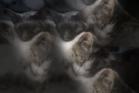 group of cats sleeping in a row on the floor, close upの写真素材