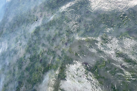 Aerial view of seaweed in the sea. Nature background.
