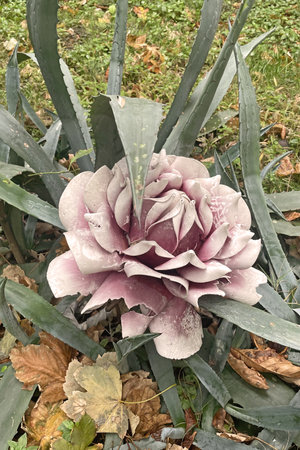 Aloe vera plant with pink flower in the botanical gardenの写真素材