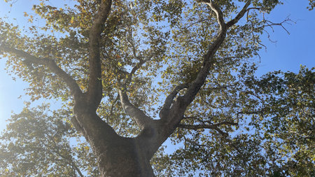 Low angle view of the canopy of a tree against the blue sky