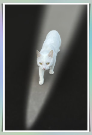 White cat with shadow on a black background. Shallow depth of fieldの素材