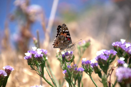 Butterfly on lavender flowers in the meadow in summerの写真素材
