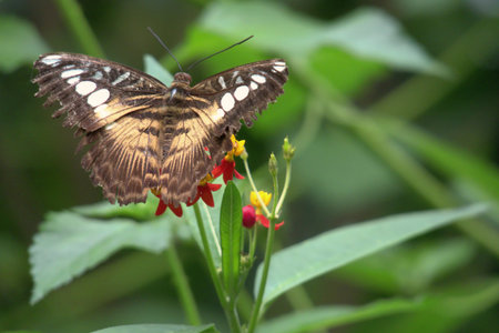 Butterfly on a flower in a tropical forest, Thailand.