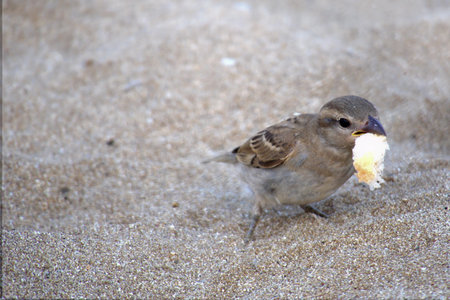Sparrow eating a piece of bread in the sand of the beachの写真素材