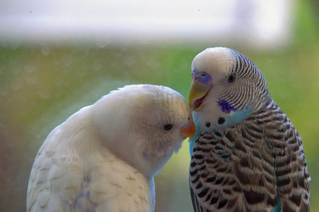 Budgerigar parrot in a cage, closeup of photoの写真素材