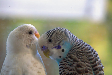 Budgerigar parakeets in the petting zoo