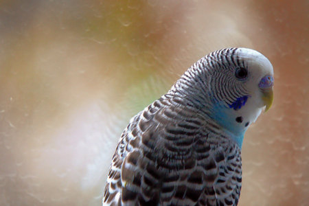 Budgerigar parrot close-up with blurred backgroundの写真素材