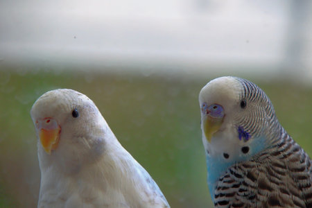 Budgerigar parrot in a cage. close upの写真素材