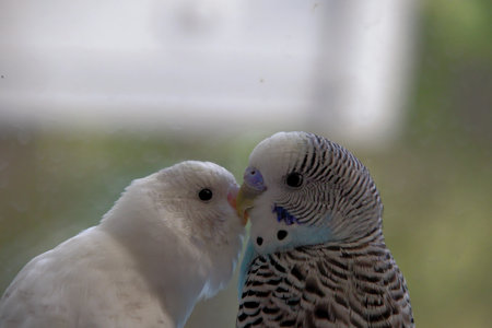 Budgerigar, Parakeet, Family Budgerigarの写真素材
