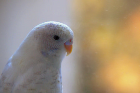 White Budgerigar parrot looking at the camera with blurred backgroundの写真素材