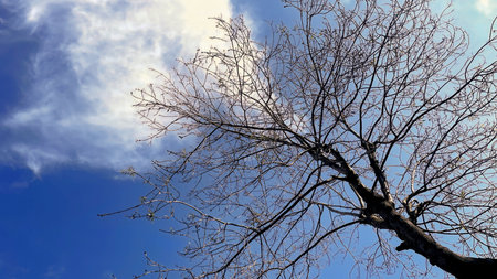 Silhouette of a tree against the blue sky and white clouds