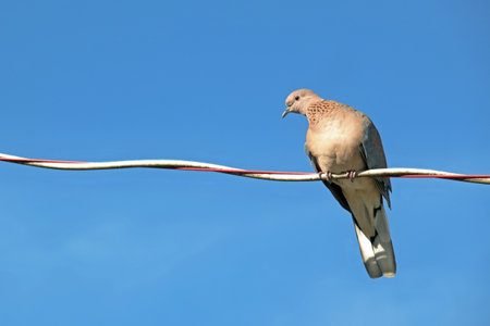 Dove on a wire against the blue sky in the summer