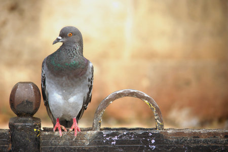 Pigeon sitting on the fence. Selective focus and shallow depth of field.の写真素材