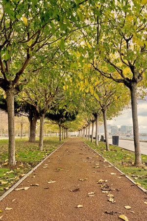 Park alley with fallen leaves and walkway in autumn.Walkway in the park on the seashore in...