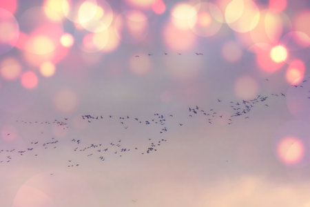 Bokeh background with flock of birds, bokeh backgroundの写真素材
