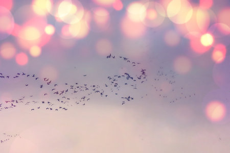 Birds flying in the air on a background of bokehの写真素材