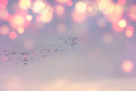 flock of birds flying in the air on bokeh backgroundの写真素材